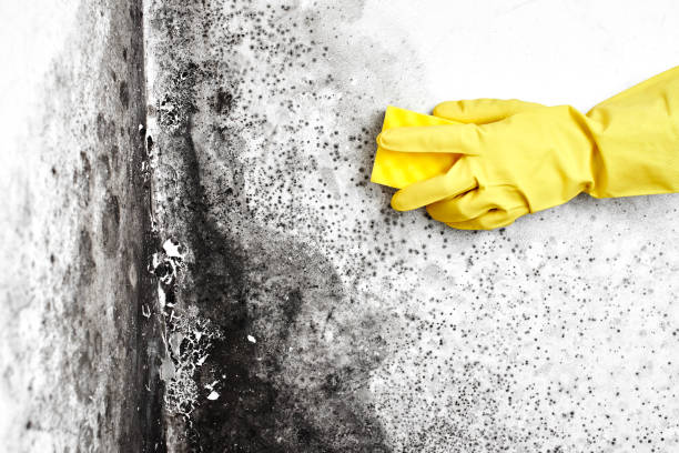 Best Industrial Mold Remediation  in USA