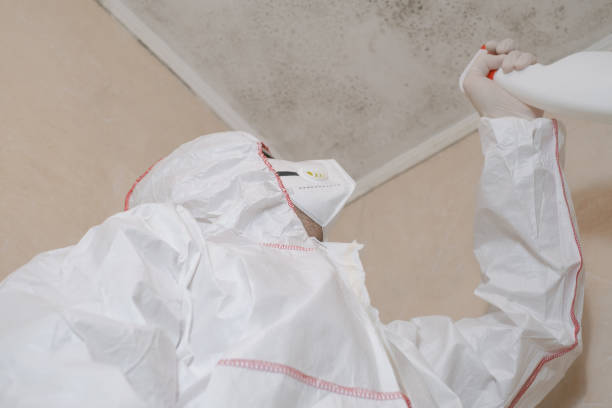 Best Mold Damage Restoration  in USA